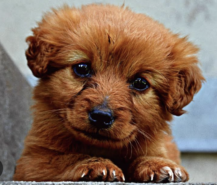 pups